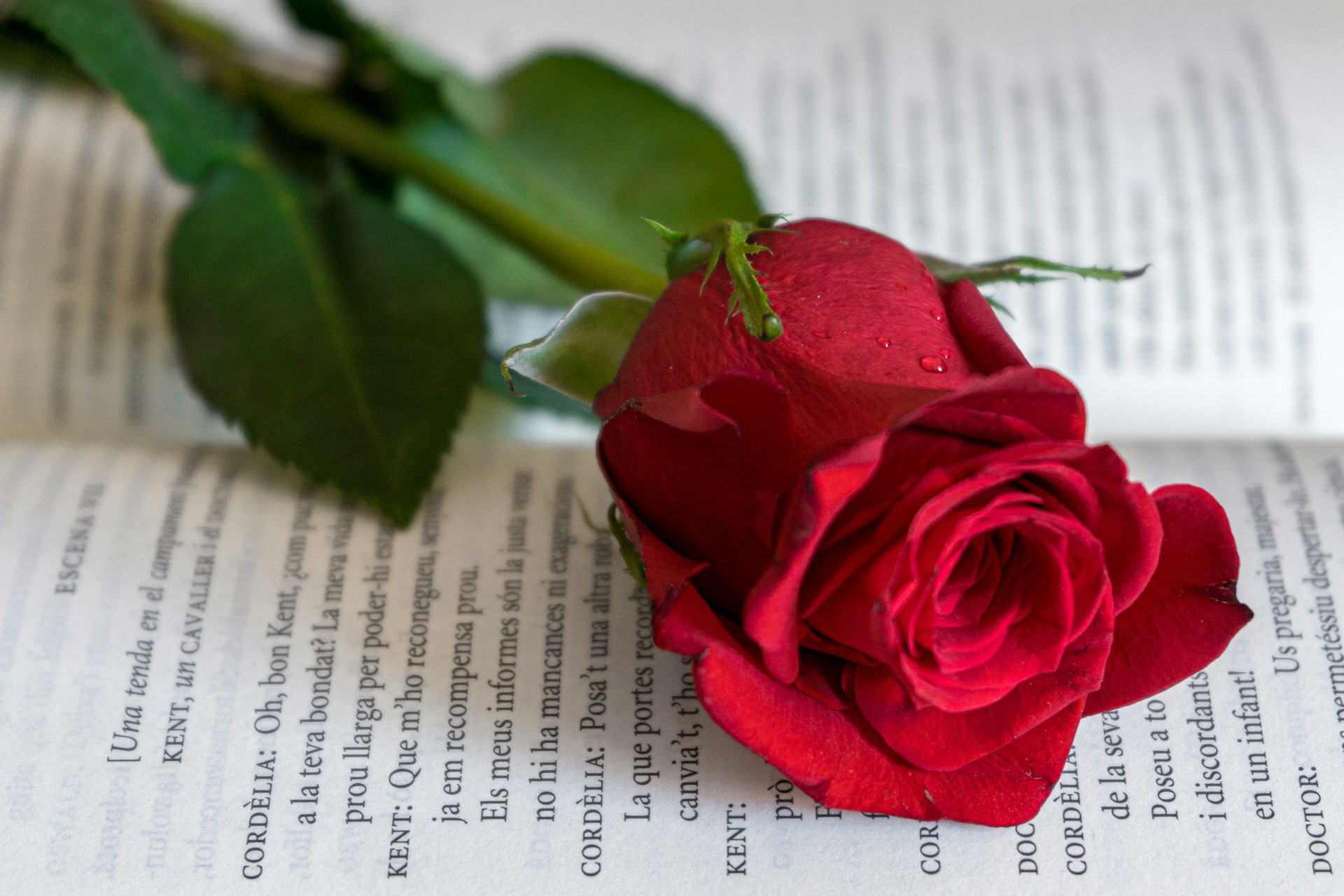 What Is Sant Jordi And Why Is It Celebrated On The Same Day As World